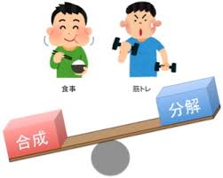 筋タンパクの合成