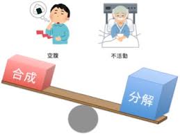 筋タンパクの促進