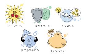ホルモンの種類